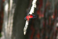 Cool Dragonfly